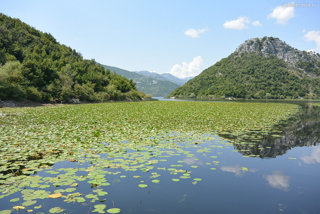 Скадарское озеро достопримечательности Черногории