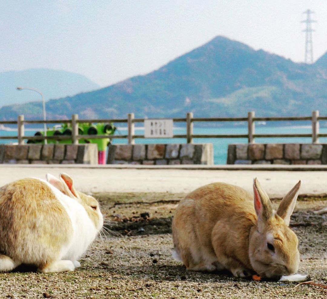 Пляж с кроликами в Окуносиме, Япония