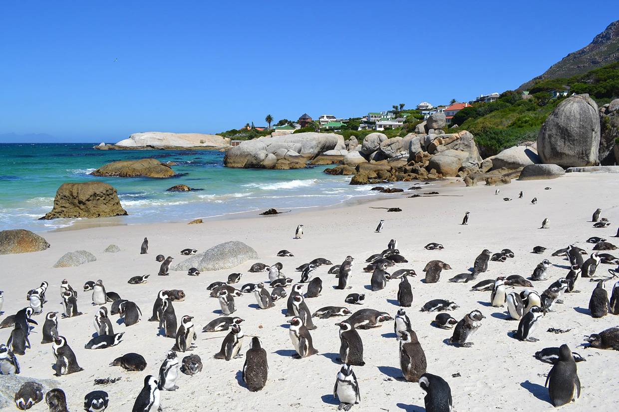 Пляж Болдерс с пингвинами в ЮАР