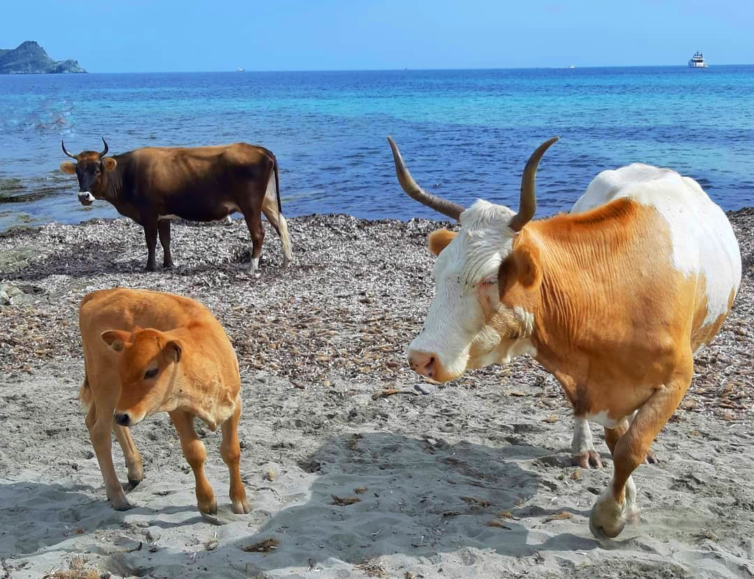 Пляж с коровами на Корсике во Франции