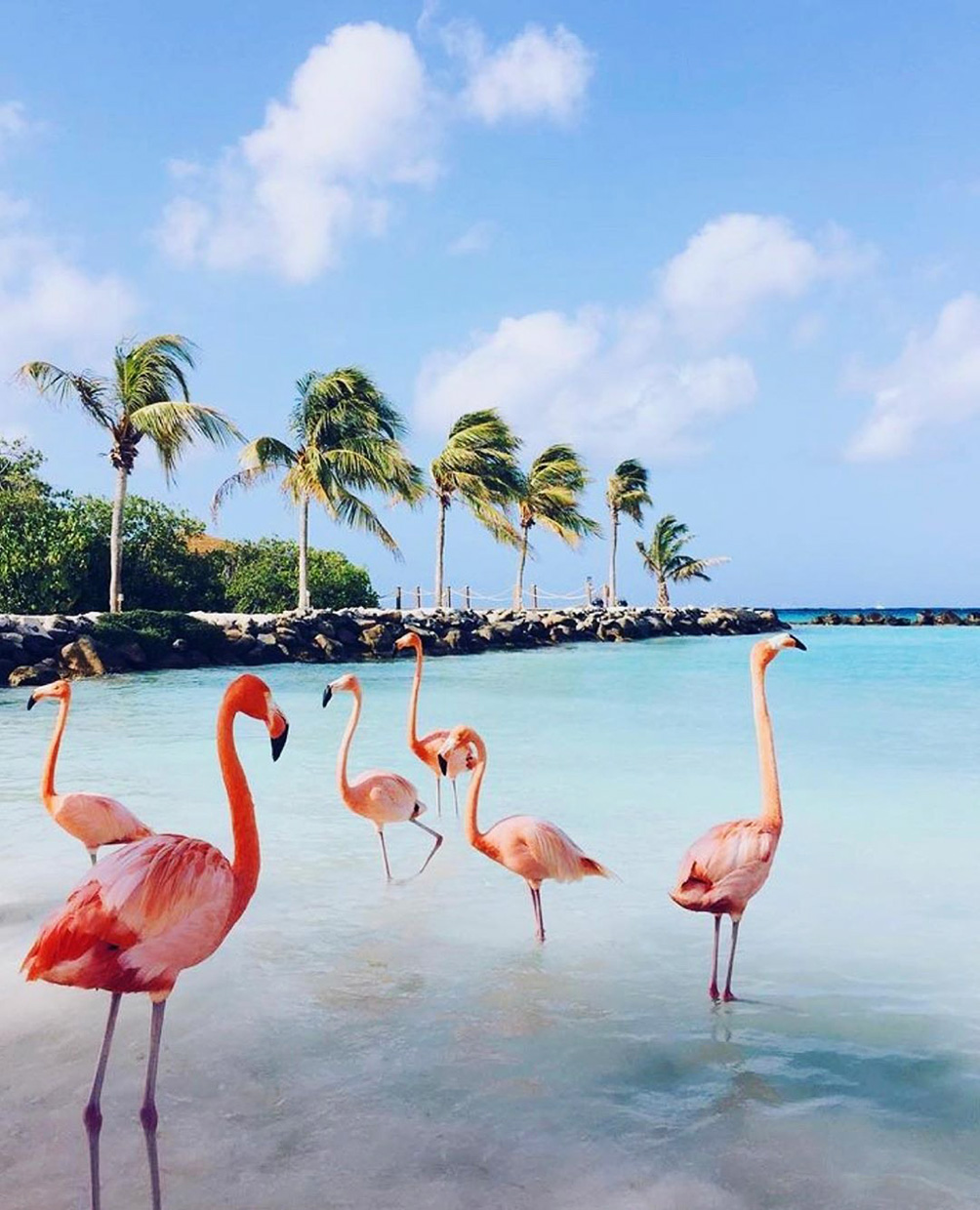 Красивый пляж с фламинго на Арубе