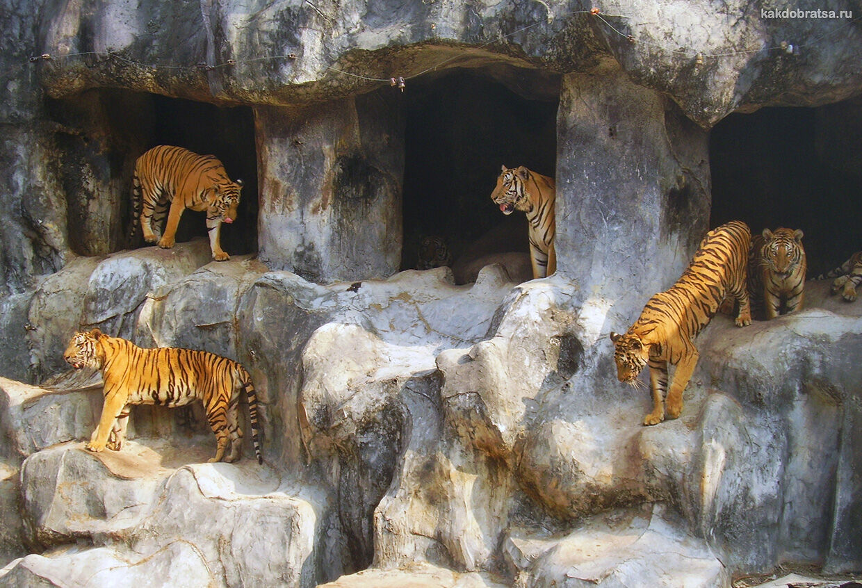 Зоопарк с тиграми в Таиланде экскурсия и стоимость
