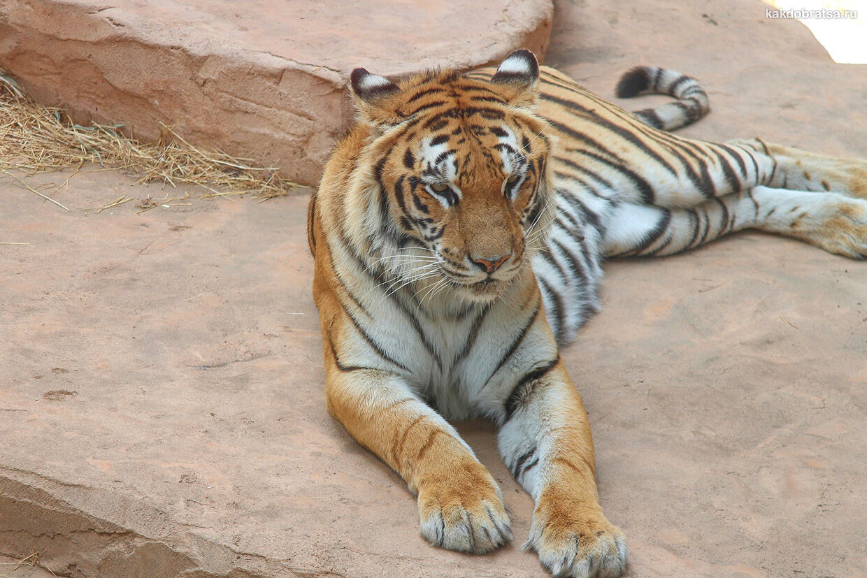 Экскурсия по зоопарку Тайган
