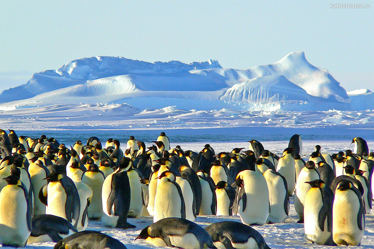 Туры на Антарктиду