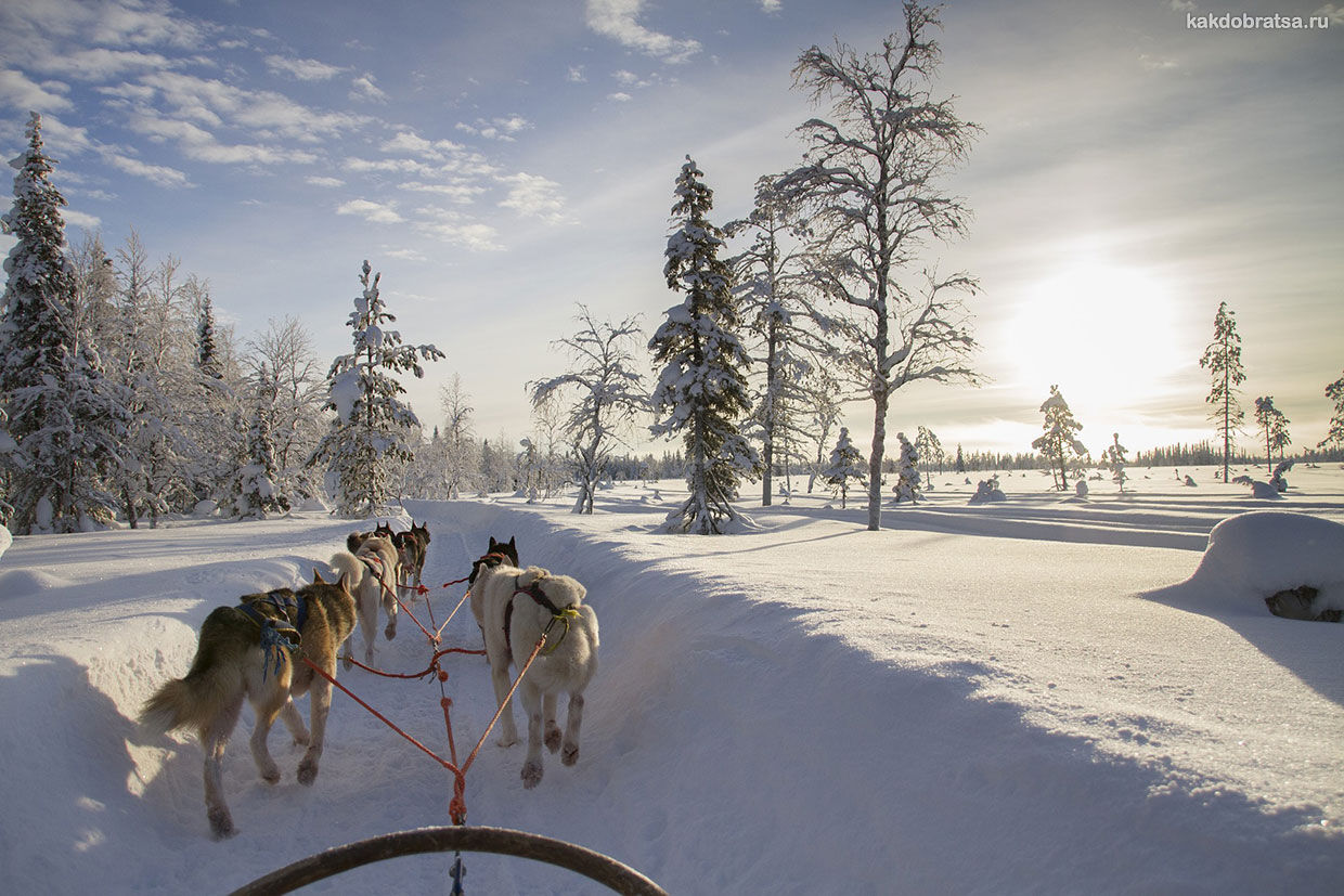 Посетить сказочную Лапландию зимой