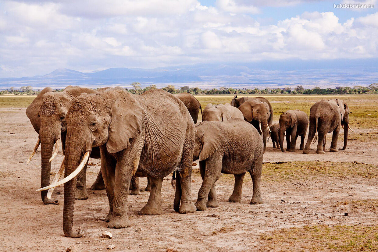 Слоны в национальном парке Амбосели