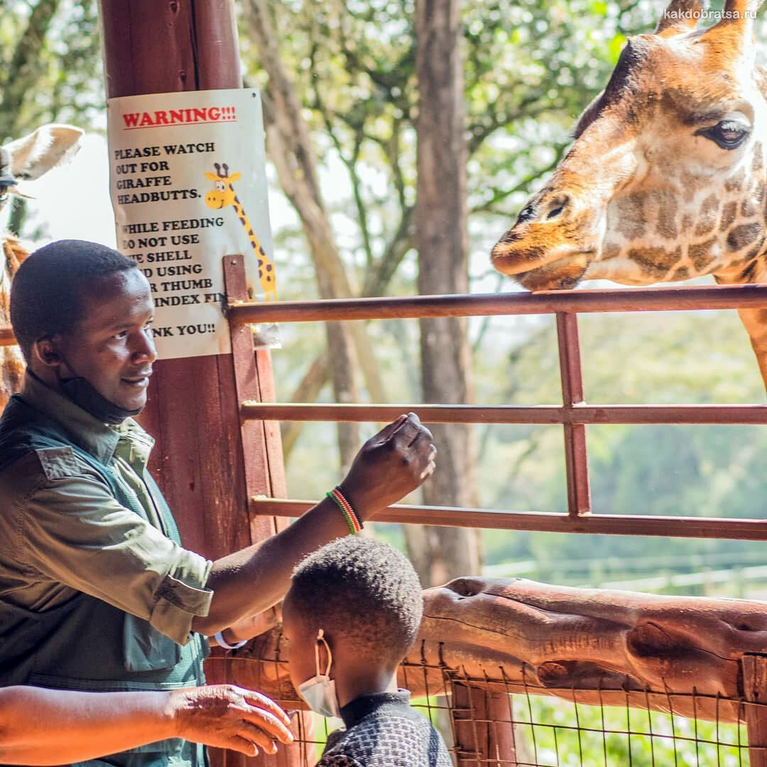 Центр жирафов инстаграмное место в Кении