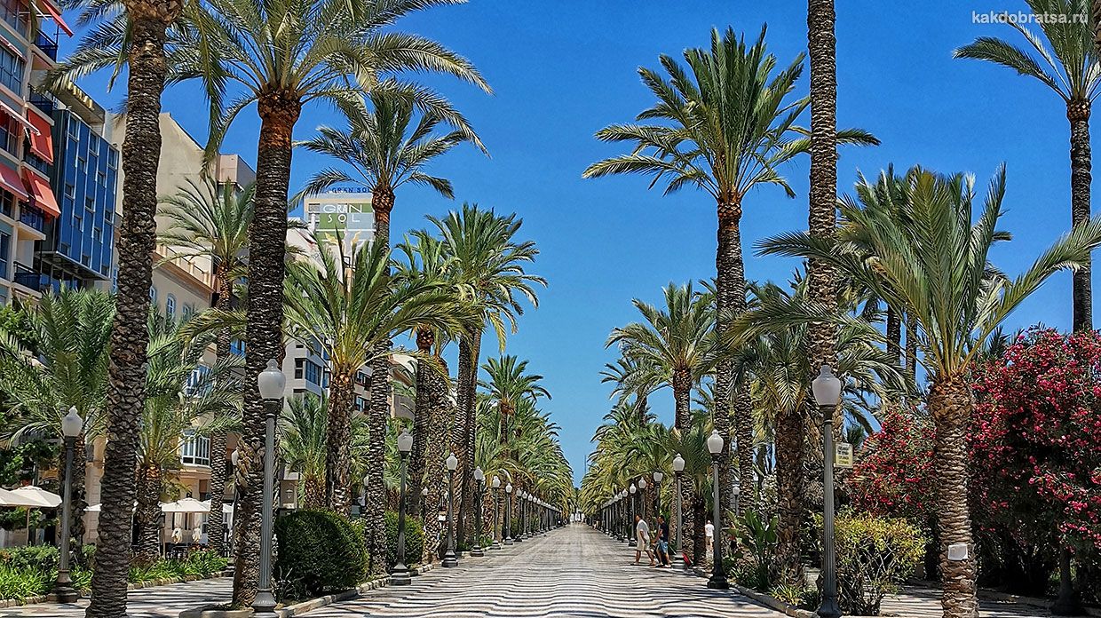 Как добраться из Торревьехи в Аликанте